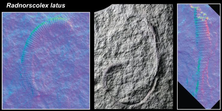 червь ископаемое визуализация
