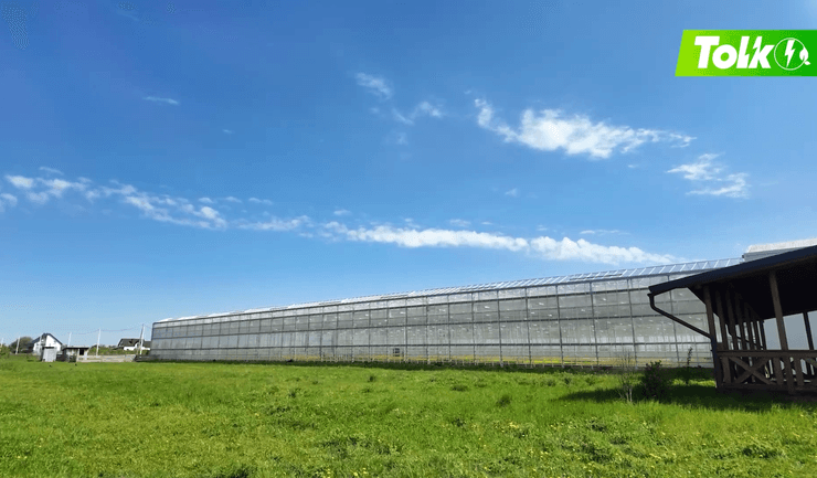 Протягом усього року у теплицях "Галіція Грінері" вирощуються екологічно чисті продукти