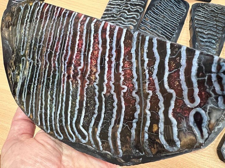 палеонтологические находки, палеонтология, зубы, зубы мамутов, мамуты