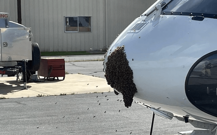 Пчелы на вертолете, вертолет, спасательный вертолет, дорожный патруль, полиция, пчелы, рой пчел, насекомые, искали новый дом