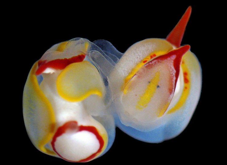 морской слизень