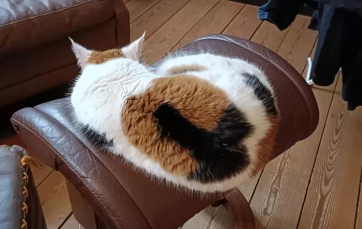 Кот с интересным узором на шерсти, как назвать кота, интересные идеи, приколы, курьезы, животные, домашние любимцы