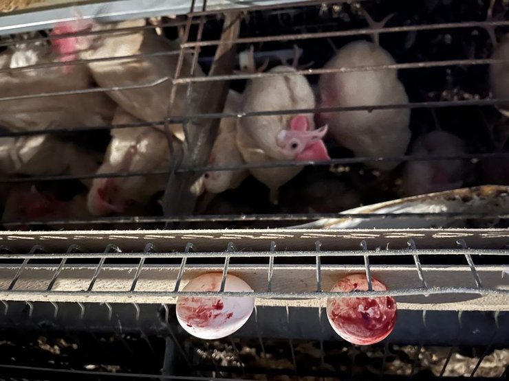 Реальність розведення курей-несучок на птахофабриці Woźniak у Великопольщі - фото: Оксана Осадчук, Олександр Аскірка