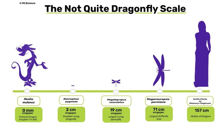 тварини розміри