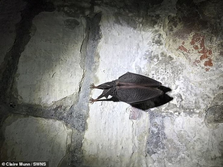 Летучая мышь