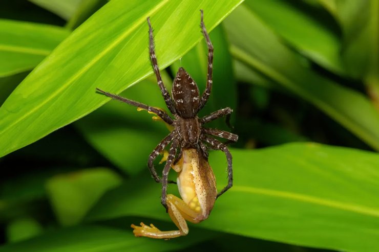 павуки полюють на жаб