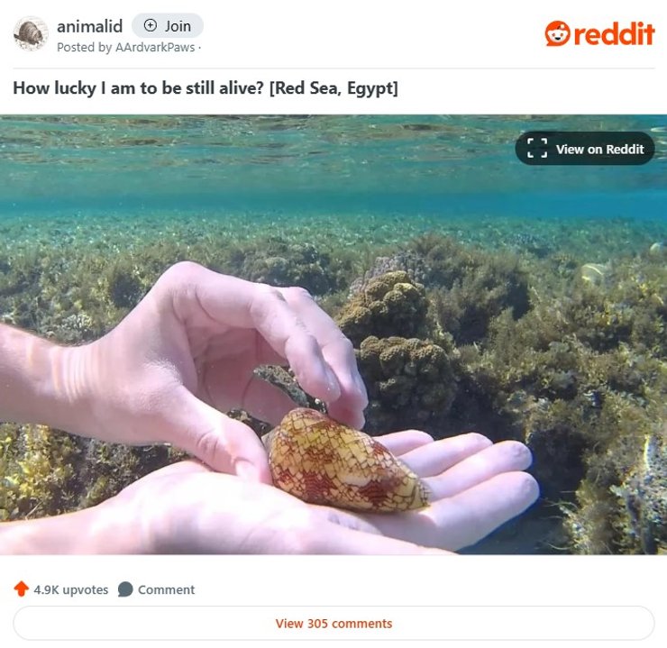 улитка, конусная улитка, ядовитая улитка