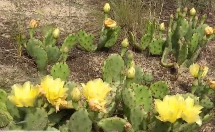 кактуси, кактус опунція, кактуси в Херсонській області