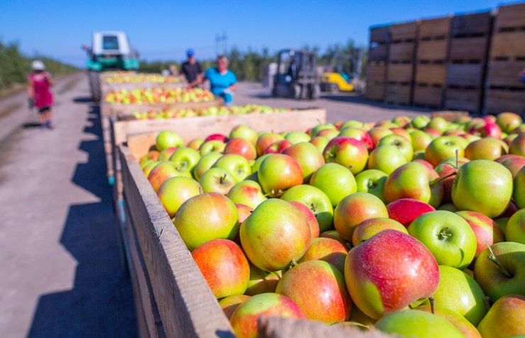 Среди фруктов в сентябре больше всего подешевели яблоки. Их цена снизилась на 28%.