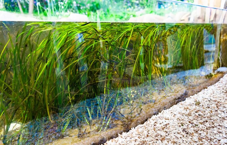 выставка морских цветов в челси