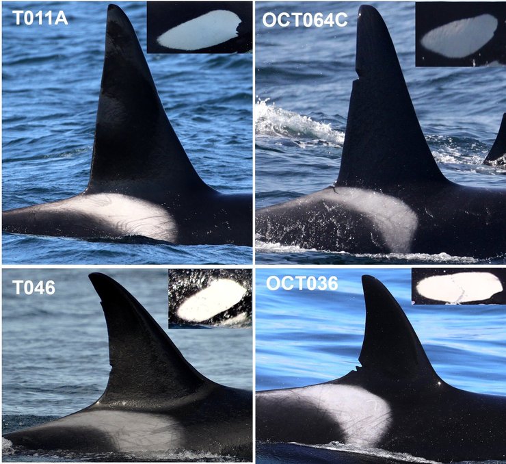 М'ясоїдні косатки здивували вчених: десятиліттями вчені вважали їх однією групою
