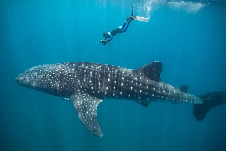 китовая акула, акула