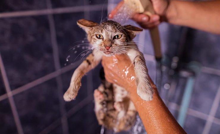 кошка кот купание душ