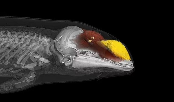 эхолокационная система китов
