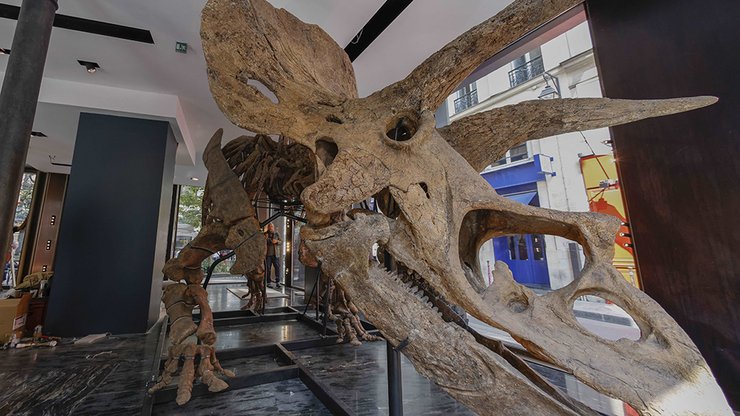 динозавр, роги, кістки, фото