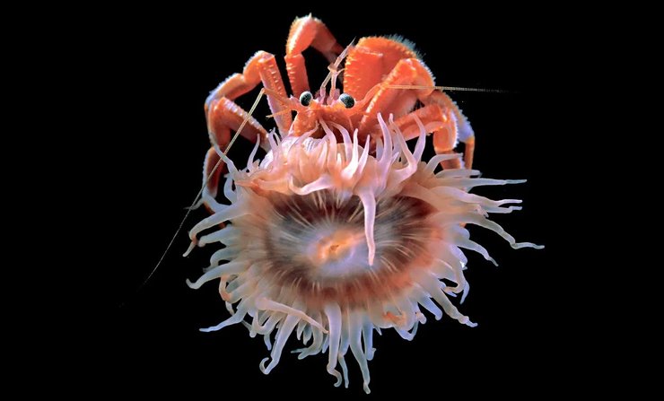 краб та анемон