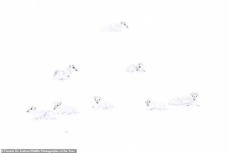 олени, конкурс снимков дикой природы, животные, фотография