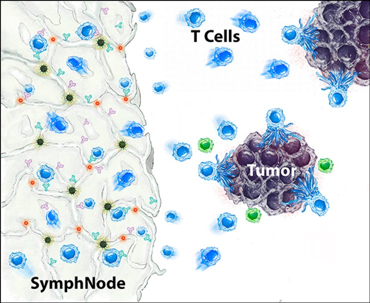 клетки, имплант
