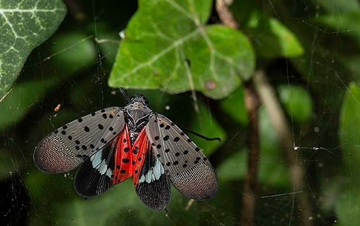 цикада плямистий ліхтар