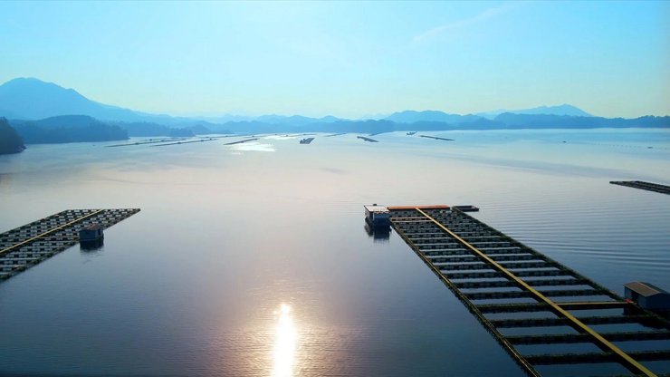 китай, калуга квин, икра осетровых, черная икра