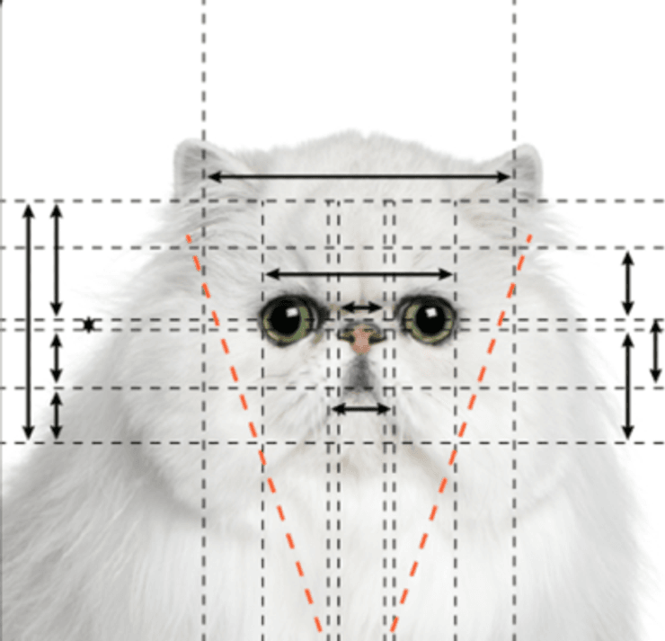 Персидская кошка, золотое сечение