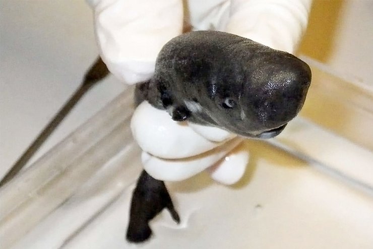 карманная акула, новый вид, фото, мексиканский залив