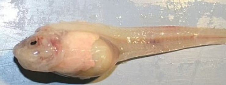 глубоководная рыба