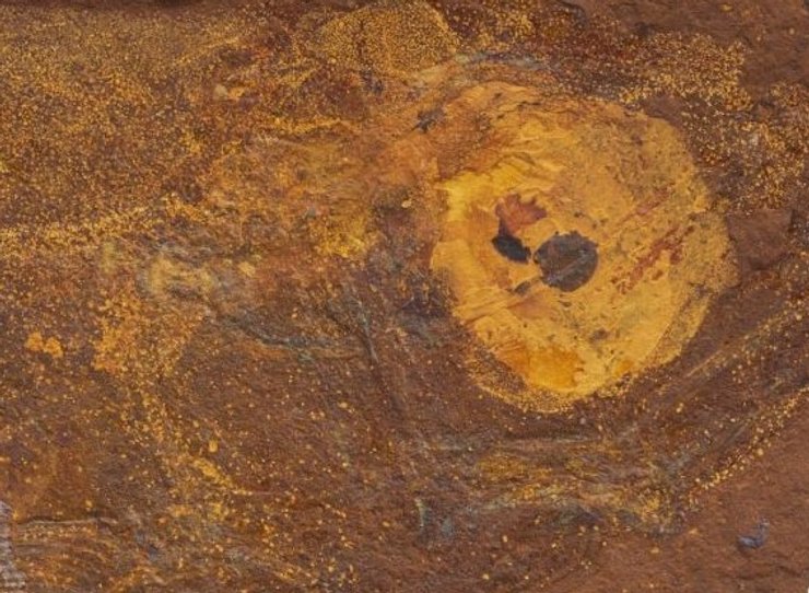 вимерла риба Ferruaspis brocksi