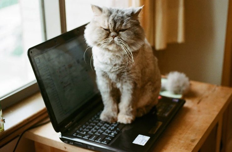 кошка, кошки, коты, кот