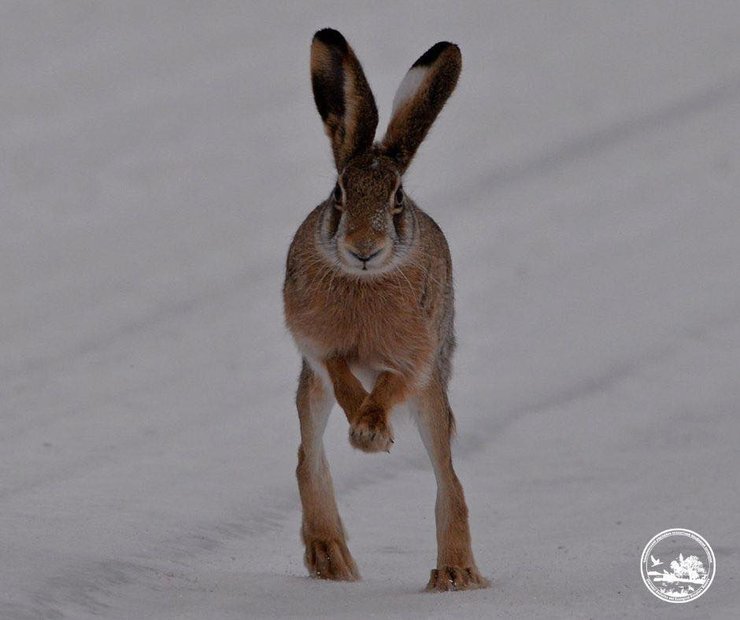 У Чорнобильському заповіднику поміти зайця