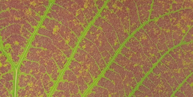 тропический лес дерево озон