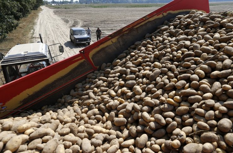 урожай 2024, урожай в украине, жара и урожай, аномальная жара, Урожай овощей 2024, урожай зерновых, цены на овощи, цены на огурцы, картофель 2024, урожай картофеля, урожай картофеля