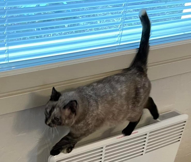 коты кошки сальмиак