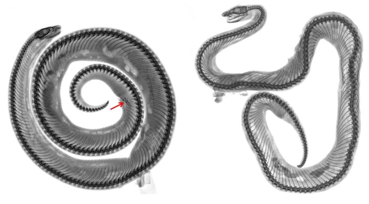 рентген змеи