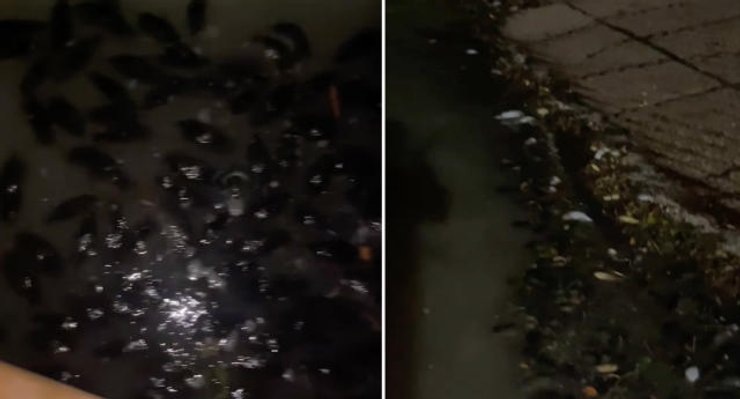 Щурі в Карумбі, Австралія, Квінсленд, щуряча чума, гризуни, надзвичайна ситуація