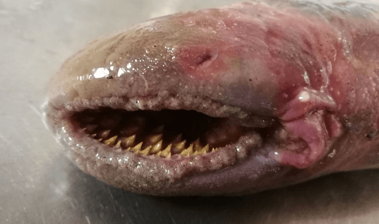 Минога, морская минога, рыба, паразит, "рыба-вампир