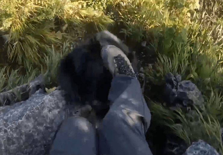 напад ведмедя, напад ведмедя фото,