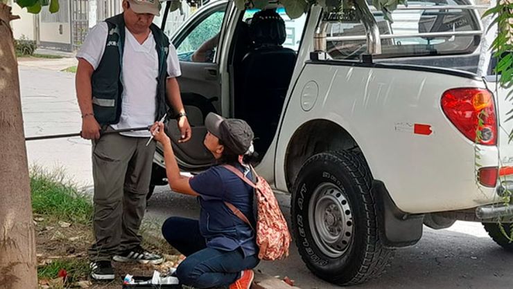 Мавпа у Перу обікрала кілька будинків у місці, як це сталося, подробиці курйозного інциденту