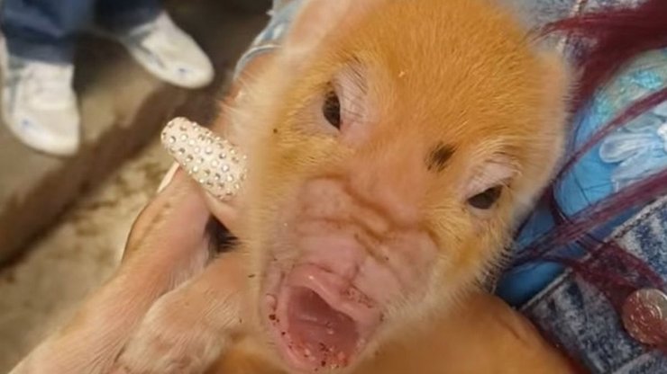 Поросенок без пятачка