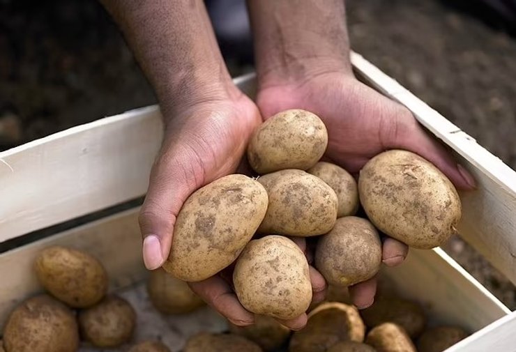 Хранение продуктов в холодильнике, как хранить продукты, что нельзя хранить в холодильнике, хранение картофеля