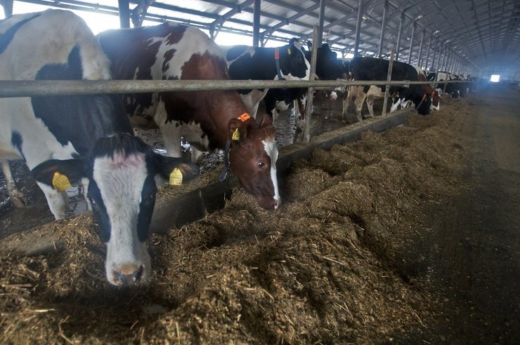 Перерабатывающие предприятия вынуждены покупать молоко почти вдвое дороже, чем еще шесть месяцев назад