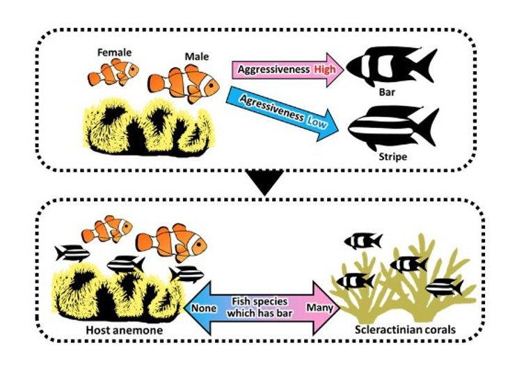 рыбы клоуны