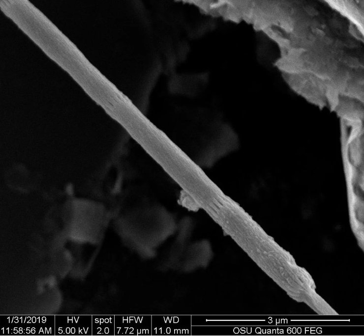 кабельні бактерії, бактерії