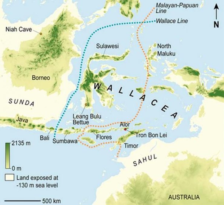 гобиты, происхождение, гоминины, история, течение, гнездо, предок, рассказ, существо, карлик, вымерший вид, эволюция, исследования, антропология, археология, Австралия, Homo floresiensis, Homo erectus, обезьяны, дерево