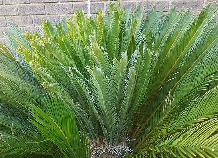 Саговая пальма опасна для детей и животных.