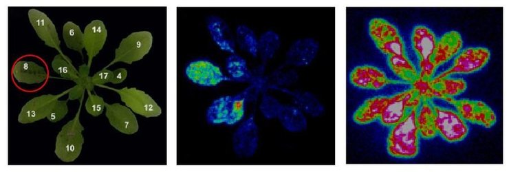 кальций, растение