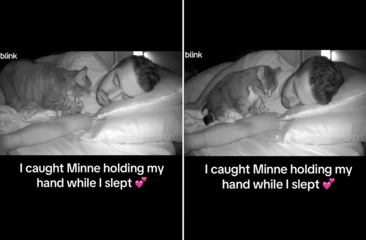 Прихована камера вдома показала, чим займається кішка вночі, господар був здивований, побачивши запис, смішні історії