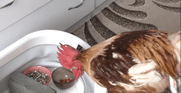 Півень Ципа