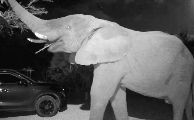 Слон на заднем дворе, африканский слон, слон рядом с домом, сафари, дикие животные, дом рядом с заповедником