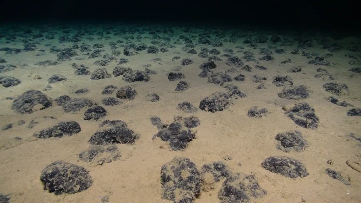 морская картошка, океан морская картошка